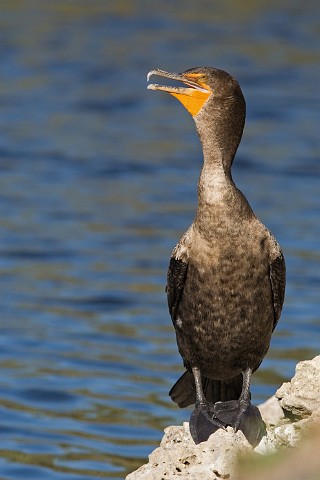 Ohrenscharbe Phalacrocorax auritus Double-Crested Cormorant